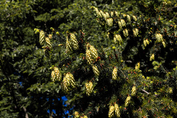 nature 03