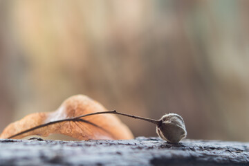 macro 09
