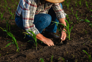 Close up of senor farmer hands examining corn crop in field at sunset.