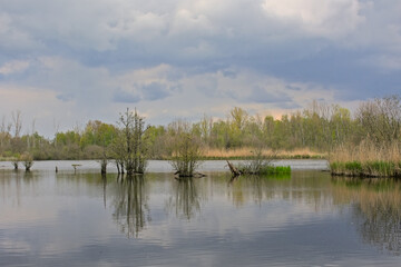Lake with fresh green spring trees, shrubs, reed and cloudy sky reflecting in the water in Het Broek nature reserve, Willebroek, Flanders, Belgium