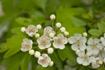 Bright white hawthorn blossoms in spring - crataegus
