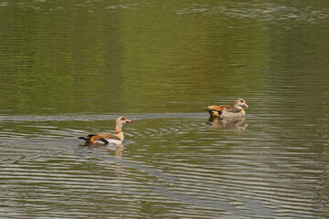 Couple of egeyptian geese in the water - Alopochen aegyptiaca 
