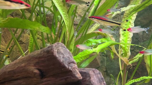 Aquarium full of denison barbs and rummynose tetras.