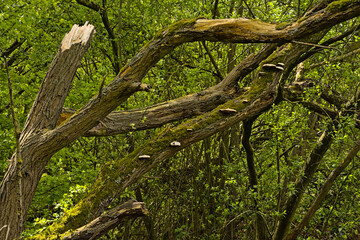 Dead tree with white mushrooms in a lush green spring forest 