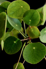 leaves on the ground, nacka,sverige,sweden,stockholm,Mats