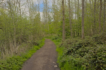 Hiking trail through a fresh green forest on a spring day in Blaasveldebroek nature reserve, Willebroek, Belgium 