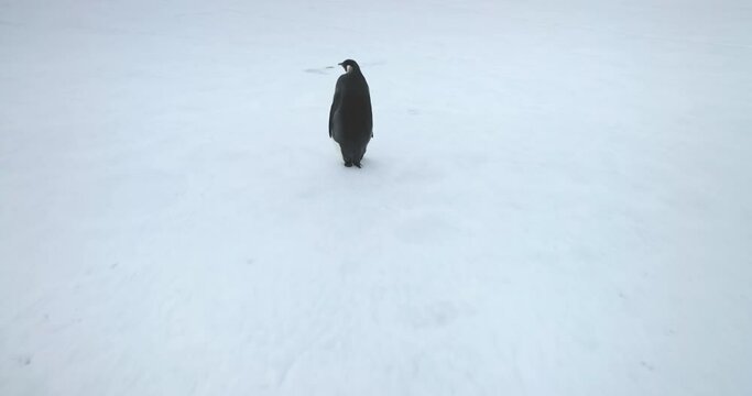 Emperor penguin walking snow hill in Antarctica coast. Explore Antarctic wildlife sea bird. Antarctica travel and exploration. Discover South Pole rare species behavior. Close up aerial drone shot