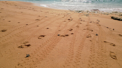 Tiny turtles running over to the sea.