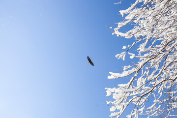 Bird soaring close to snow-covered branches