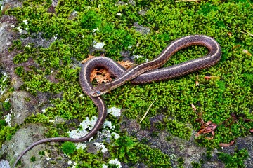 Garter snake in the wild, on moss and leaves