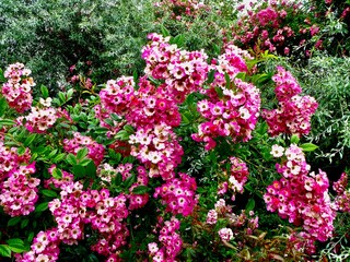 Hybrid Musk 'Mozart' rose in bloom
