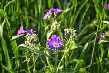 Meadow geranium in the evening sun