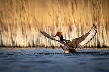 Closeup of a red-crested pochard (Netta rufina) in a lake