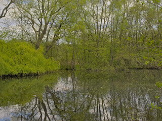 . Fresh green spring trees reflecting in the water of a lake in the woods of Het Broek nature reserve, Willebroek, Flanders, Belgium
