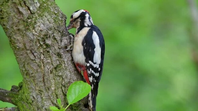 Woodpecker Eating