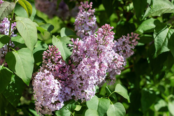 Purple flowers and green leaves on bush attract insects as groundcover plant