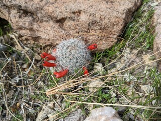 Cactus plant in front of rocks