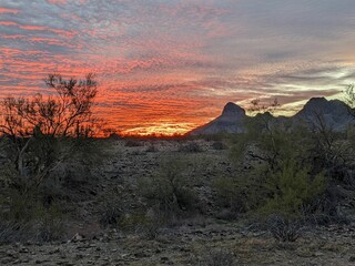 Desert landscape with trees and bushes against a mountain backdrop