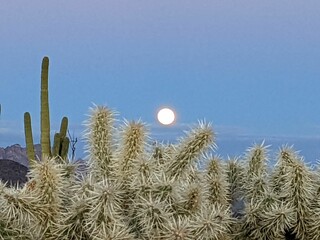 Moonrise in Organ Pipe National Monument