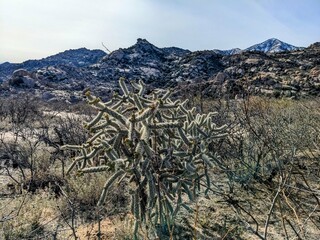 Cholla Cactus in desert landscape with distant mountains