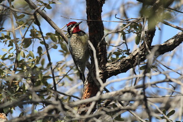 Red Naped Sapsucker perched on a tree branch