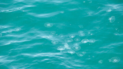 Jellyfishes on the surface of sea. Sea jellyfishes blue concept background. 