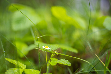 Beautiful white strawberry flower in the forest. Close-up of a snow-white strawberry flower blooming in the grass at the edge of the forest. Wild strawberry blossoms in spring.