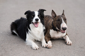 Black and white border collie and brindle bull terrier lie side by side on a walk. 