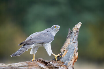 A hawk digging its claws into a tree stump on a colorful autumn background