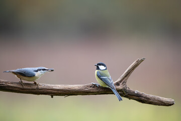 A little bird gives seed to another