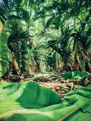Banana plants farming in India 