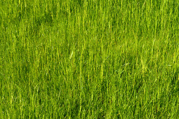 
Frische grüne Wiese, Grass, Textur, als Hintergrund