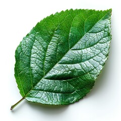 China rose leaf isolated on white background with shadow. Green china rose leaf top view