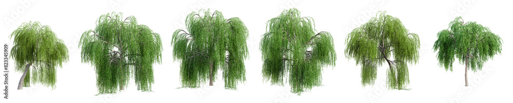 Fototapete set of weeping willow tree isolated on transparent background. 3d render.
