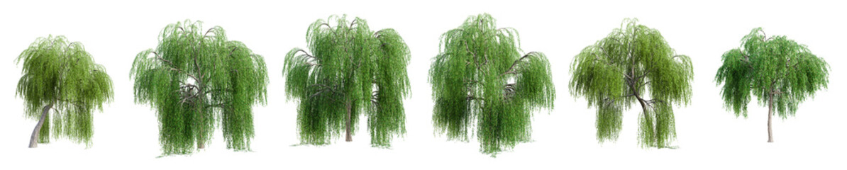 Set of weeping willow tree isolated on transparent background. 3D render.