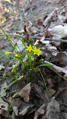 Blooming spring forest 
