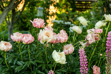 Peony Coral Charm orange pink peony flower in bloom