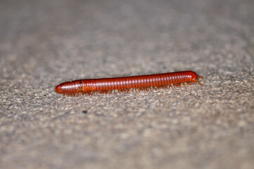 Trigoniulus corallinus. Macro photo of rusty centipede or common Asian centipede.