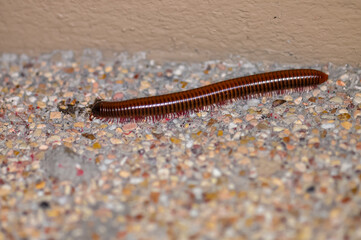Trigoniulus corallinus. Macro photo of rusty centipede or common Asian centipede.