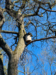 A birdhouse perched on a tree branch against a clear blue sky. Perfect for nature, wildlife, and springtime themed projects.