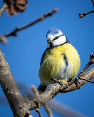 the bird is sitting on a tree limb in a sunny day