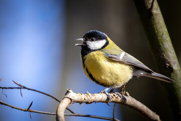 Obraz premium a small yellow and black bird is on a branch of a tree