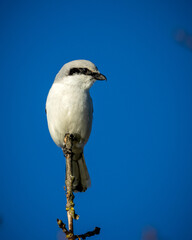 a white bird with black and grey feathers sitting on a twig