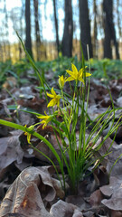 Forest flowers 
