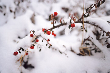 this tree has berries and snow on it to make it feel like they are growing