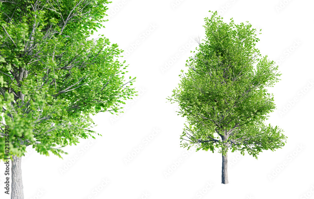 Fototapete bradford pear - pyrus calleryana tree isolated on transparent background with selective focus close-