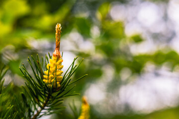 Close-up of a young bright pine flower on a branch. Beautiful pine flower illuminated by sunlight. Mesmerizing pine blossoms in spring.