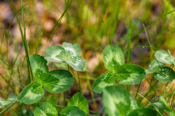 Young clover leaves are covered with small drops of rainwater. Sleepy clover leaves after rain with water drops in the meadow. Beautiful clover covered with water drops.