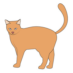 orenge cat, flat vector illustration.