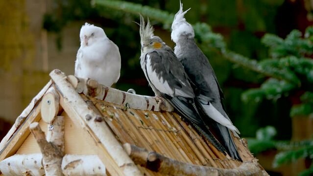 Three of cockatiel birds sleeping on a wooden birdhouse, in the aviary in daytime